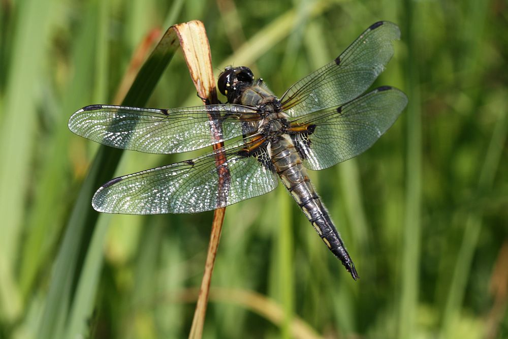 Der Vierfleck (Libellula quadrimaculata)...