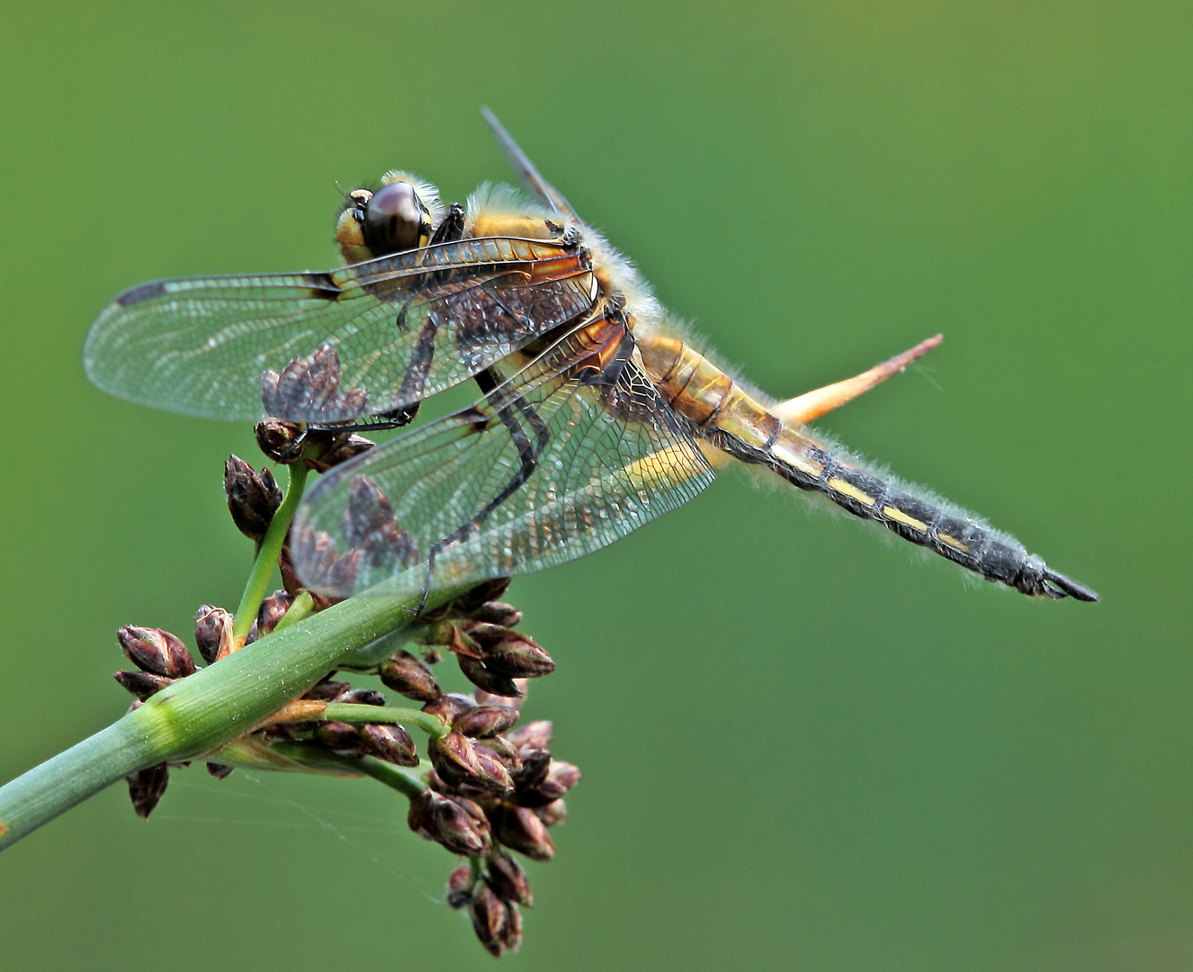 Der Vierfleck (Libellula quadrimaculata)