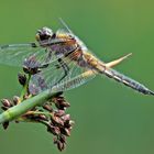 Der Vierfleck (Libellula quadrimaculata)