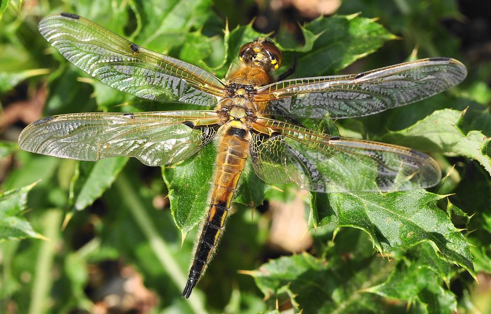 Der Vierfleck (Libellula quadrimaculata)