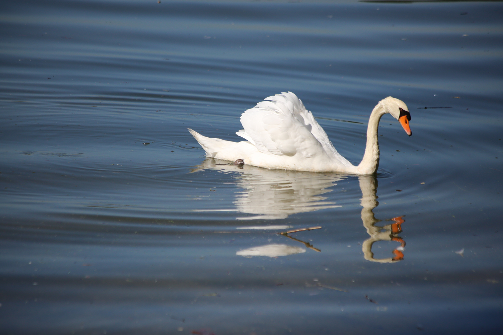 Der vierköpfige Schwan