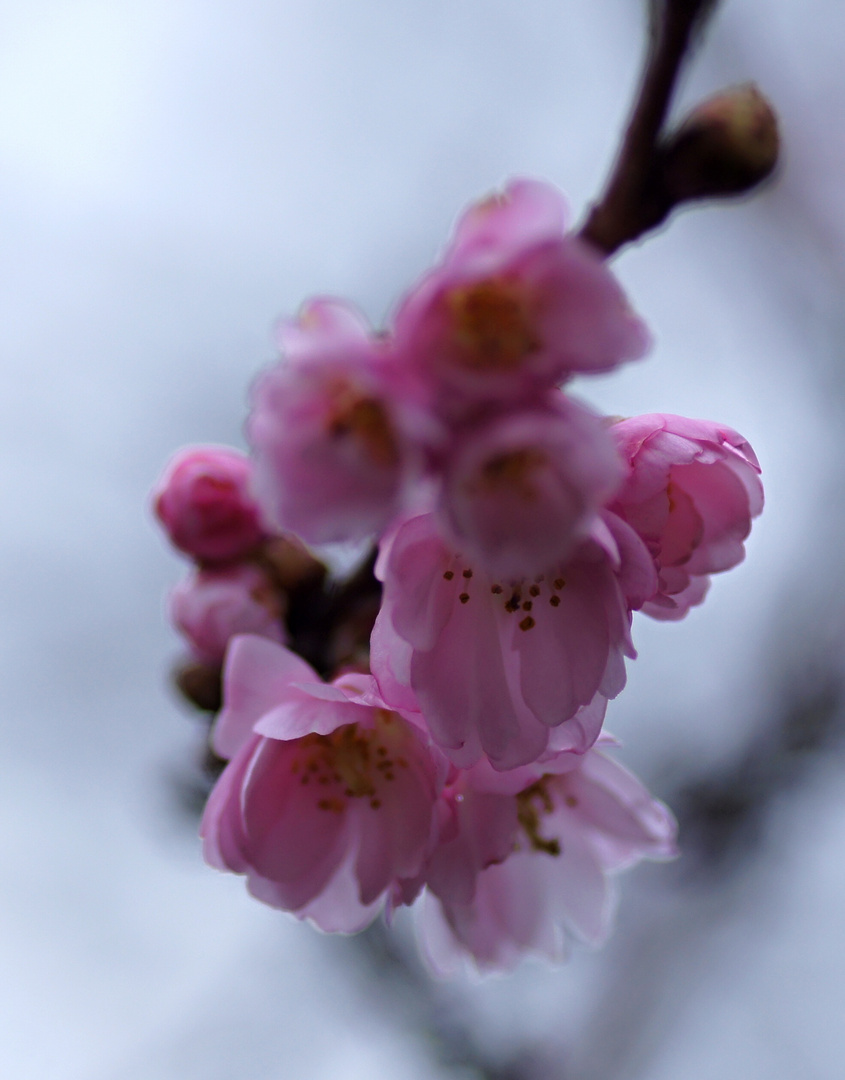 der vierte Advent steht vor der Tür oder doch schon der Frühling