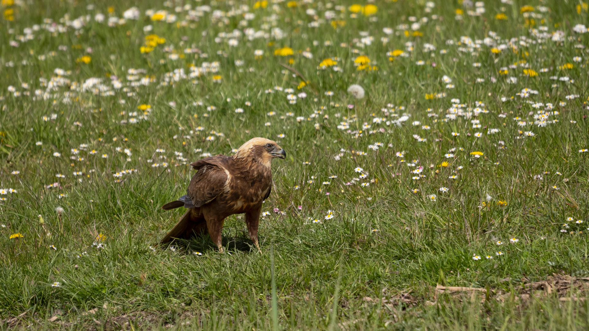 der vierte Besucher