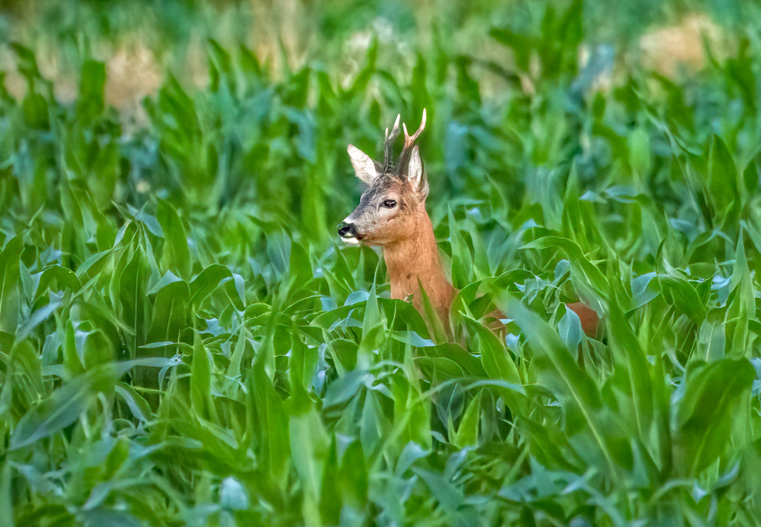 Der "VIERUHRSIEBENBOCK" (ISO 8000)