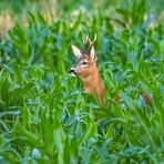 Der "VIERUHRSIEBENBOCK" (ISO 8000)