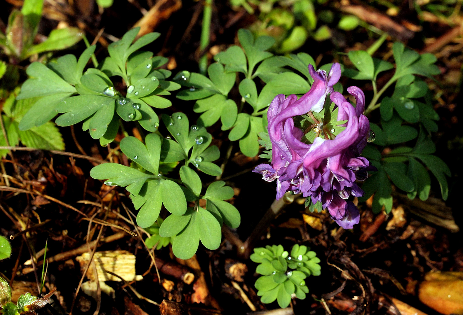 Der violette Lerchensporn...