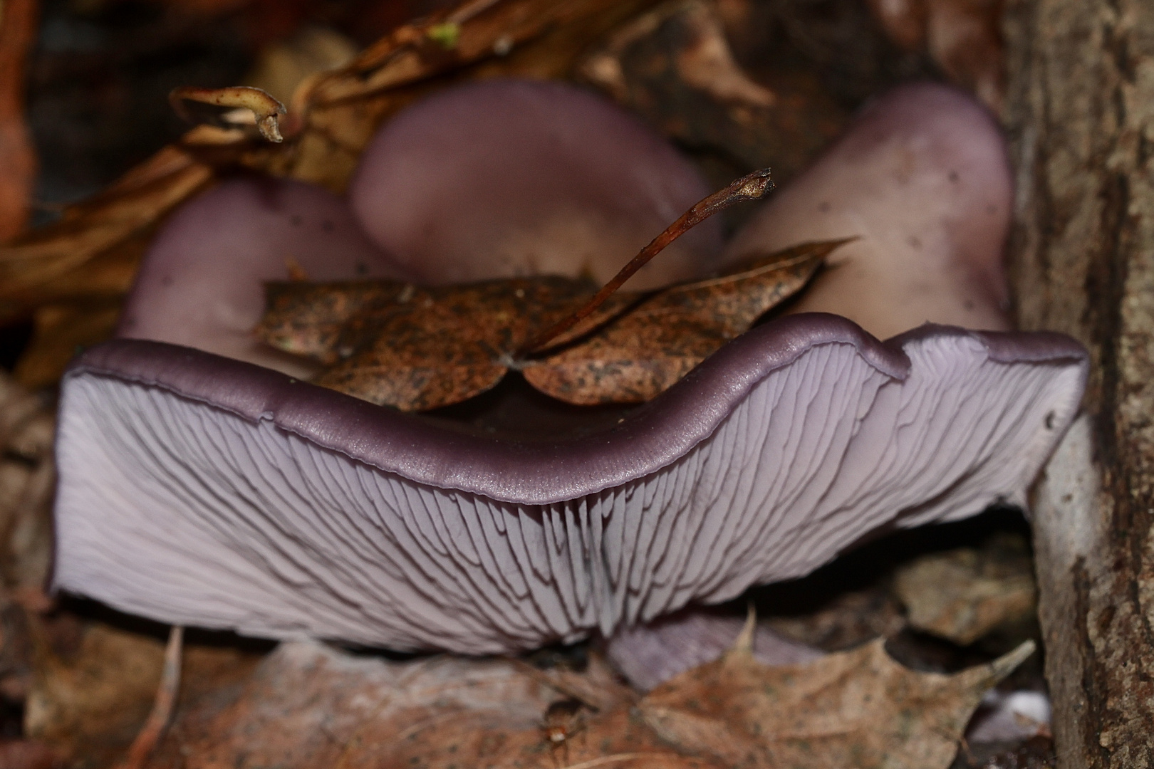 Der Violette Rötelritterling (Lepista nuda)