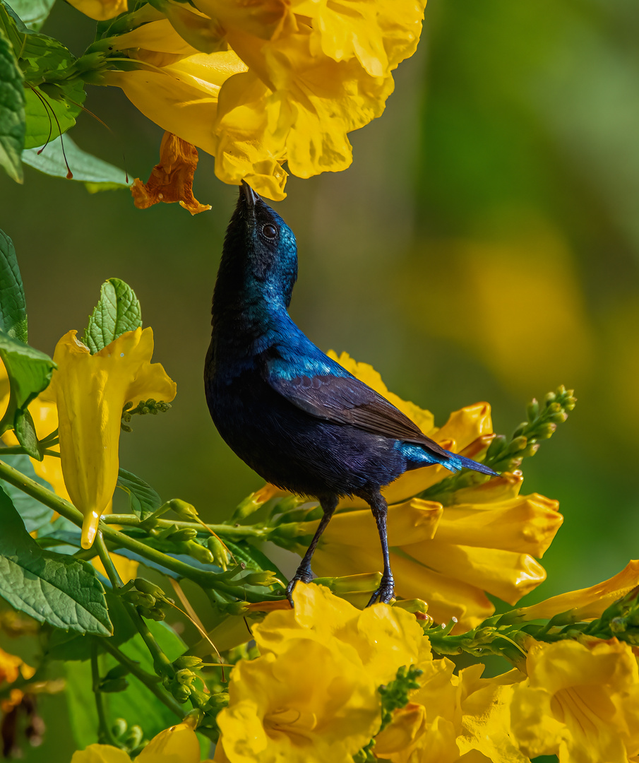 Der Violette Sonnenvogel - Cinnyris asiaticus