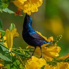 Der Violette Sonnenvogel - Cinnyris asiaticus