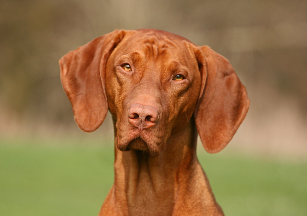 der Vizsla