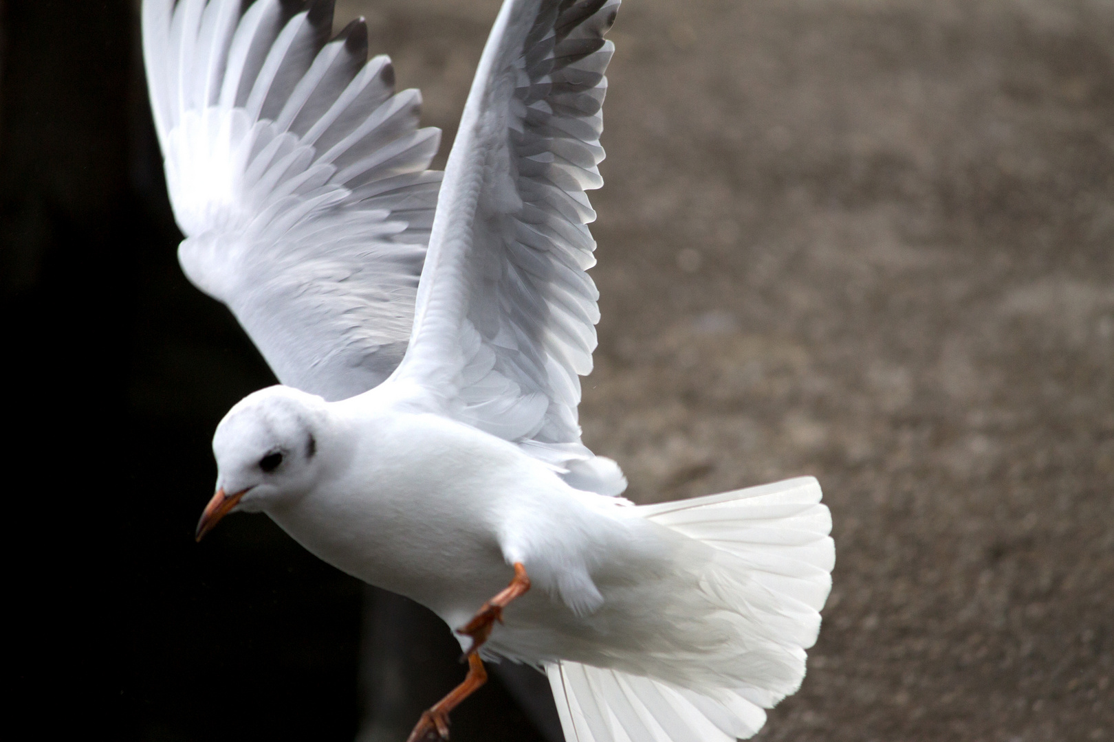 der Vogel