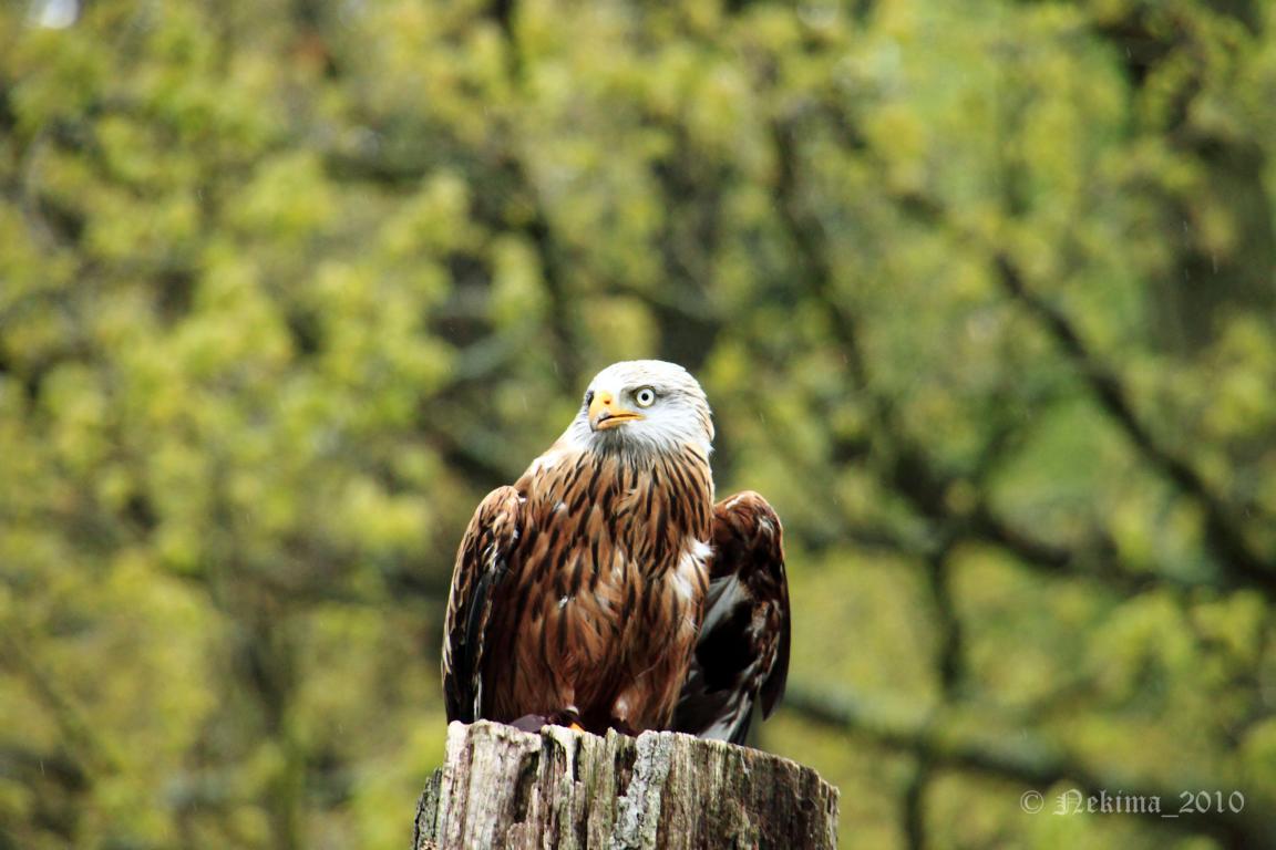 Der Vogel