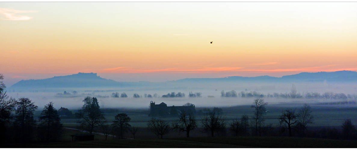 ...der vogel am morgen...