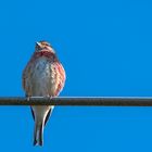 Der Vogel auf der Antenne