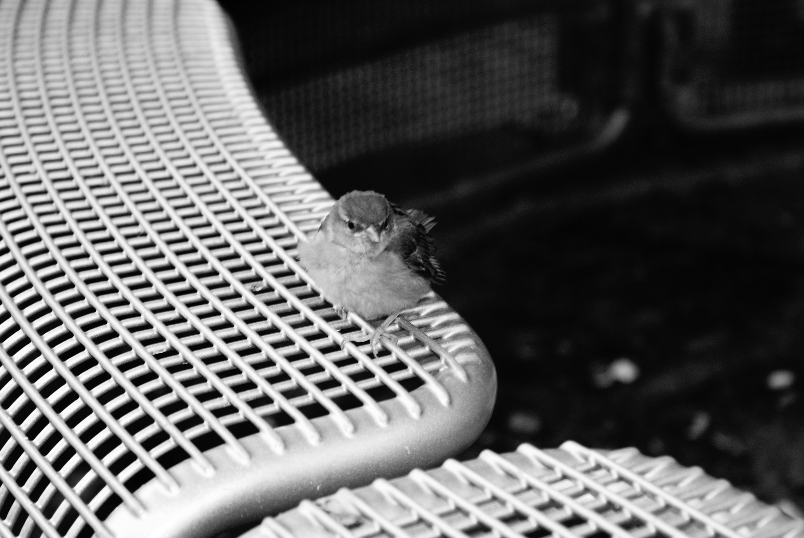 Der Vogel auf der Bank