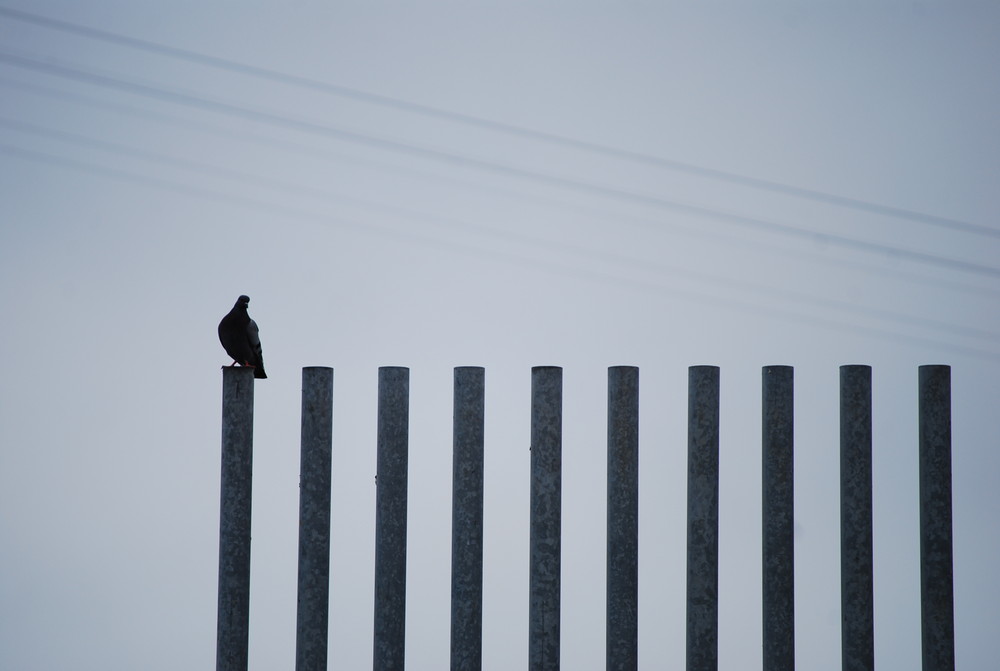 Der Vogel auf der Stange