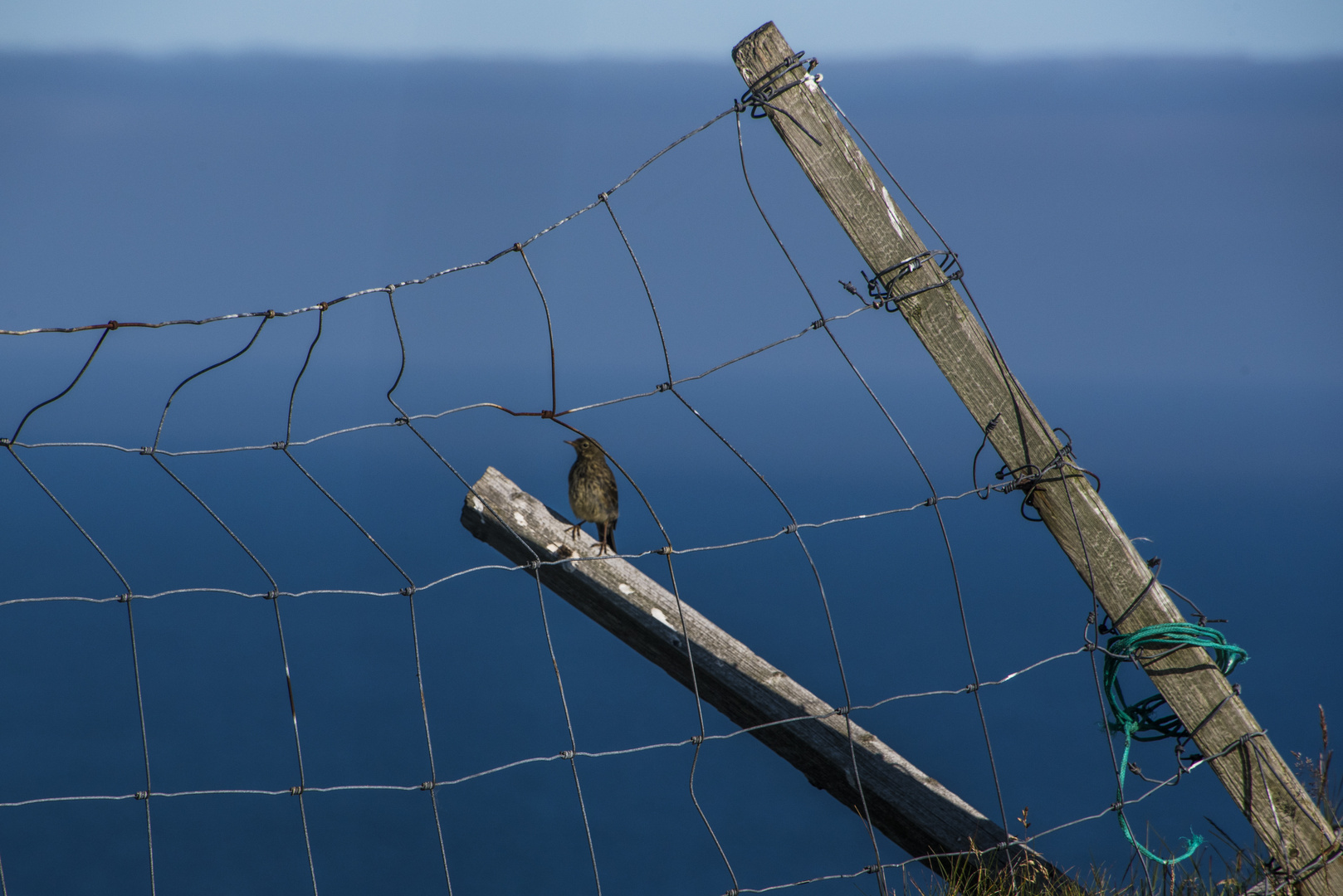 der Vogel