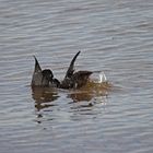 Der Vogel, der aus einem Wasser-Vogel schlüpft, ...