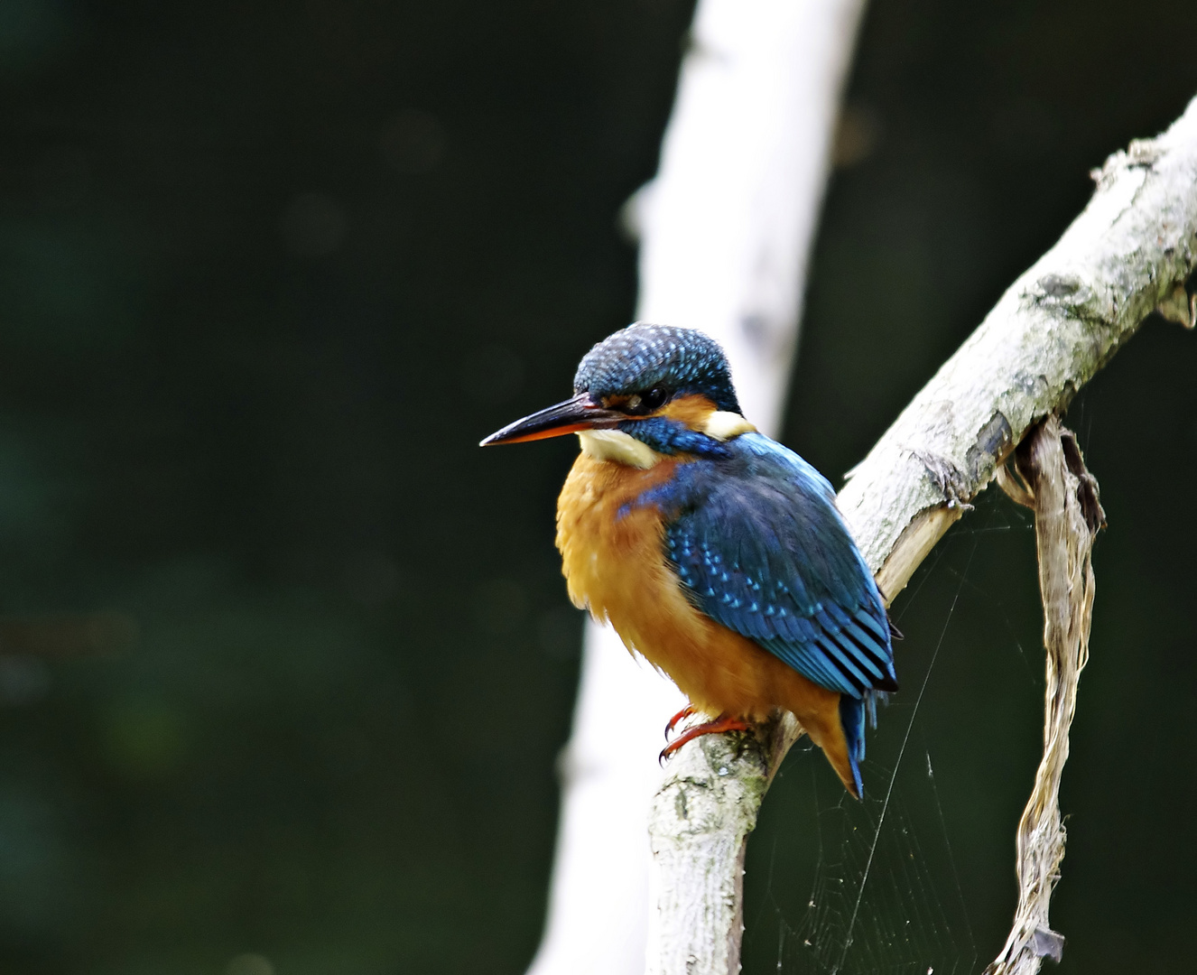 Der Vogel, der mich noch zum Verzweifeln bringt ;-)