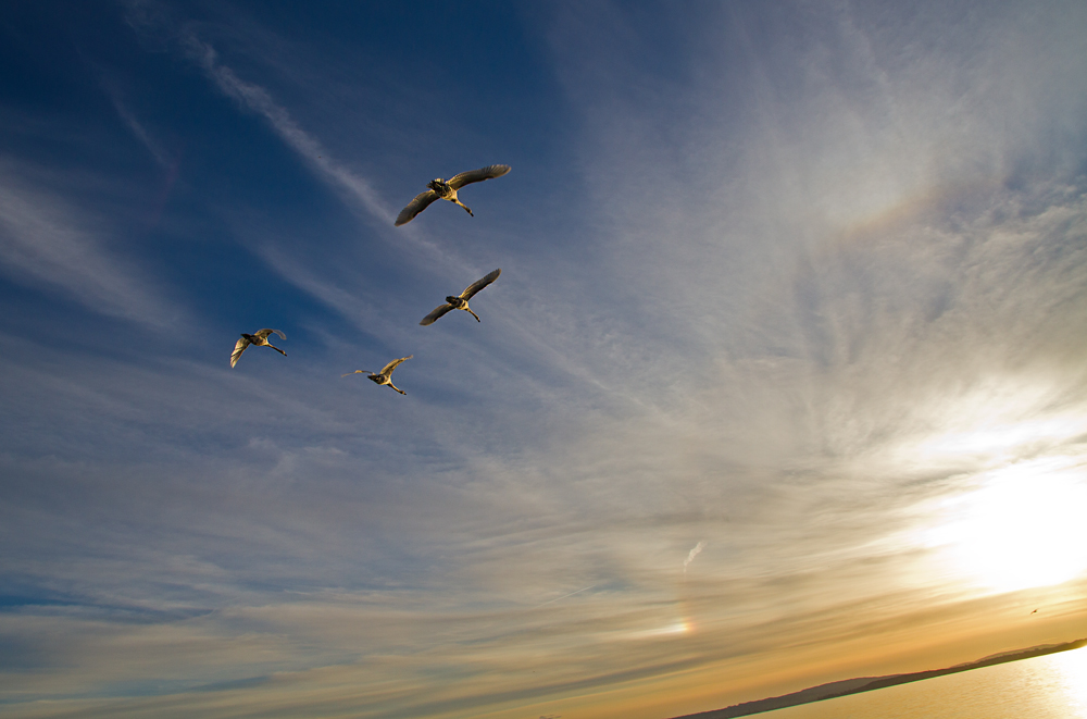 Der Vogel, der nicht mehr fliegen konnte