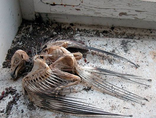 der vogel der sekretärin...