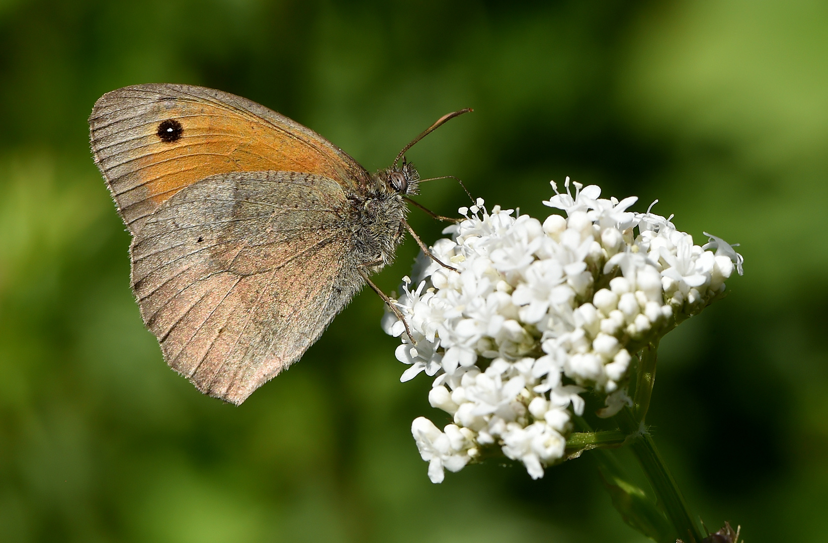 Der Vogel der Wiese