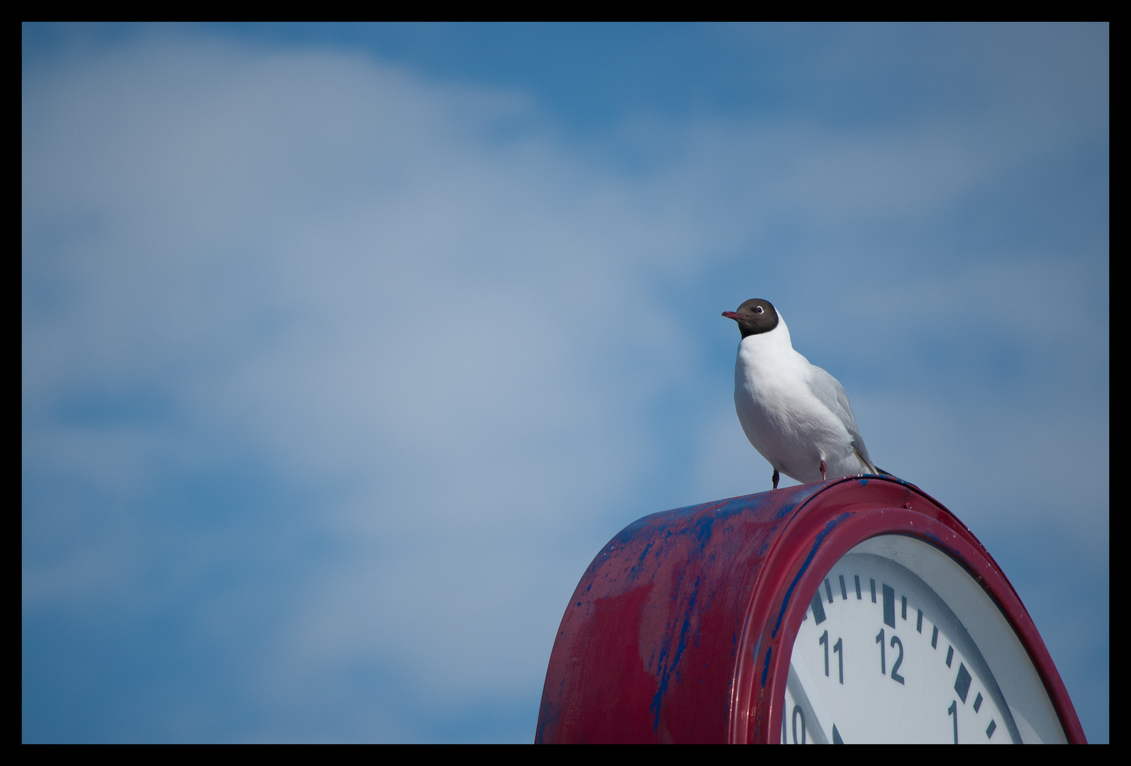 Der Vogel der Zeit