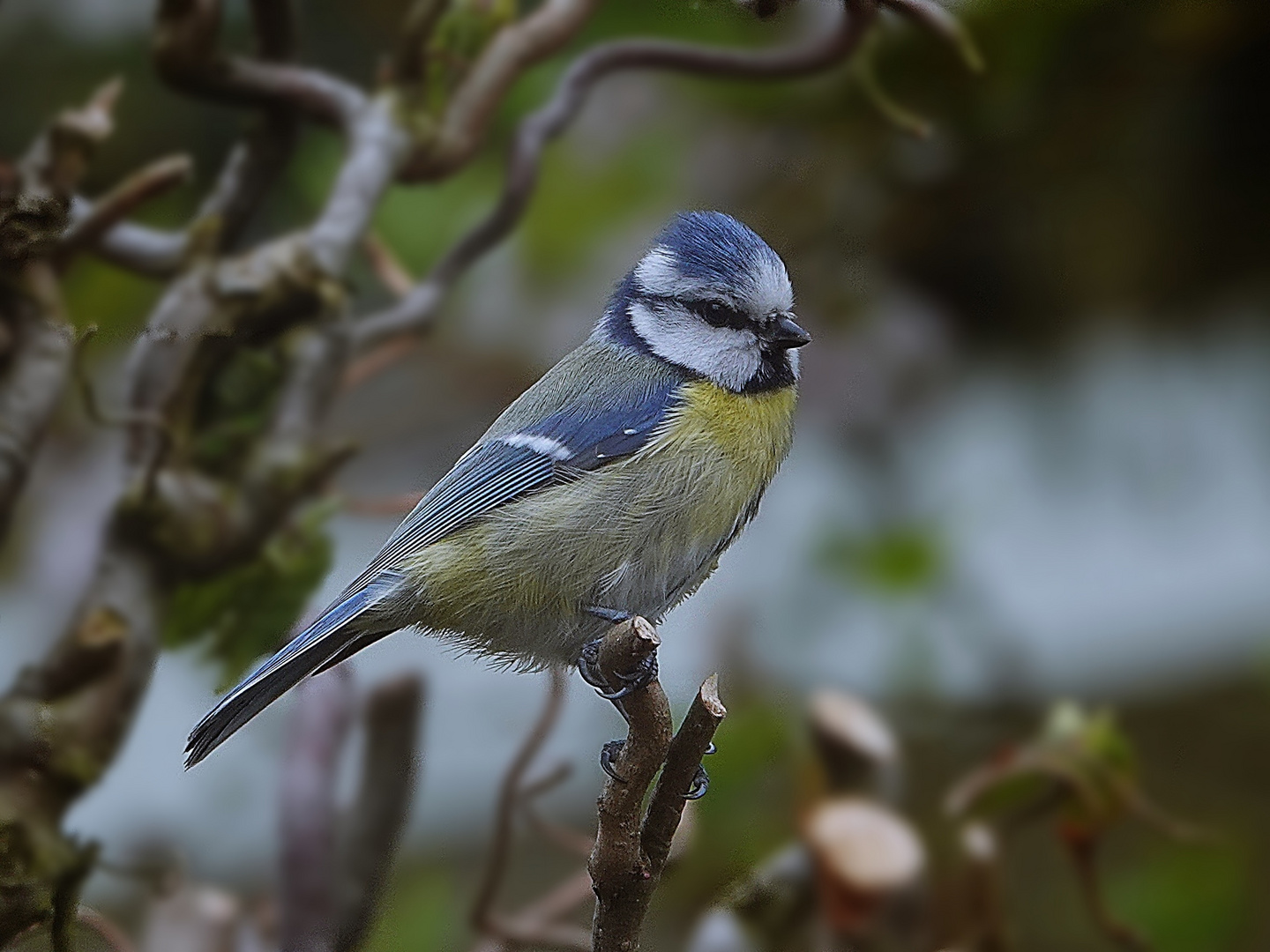 der Vogel, der zum Thementag passt