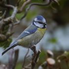 der Vogel, der zum Thementag passt