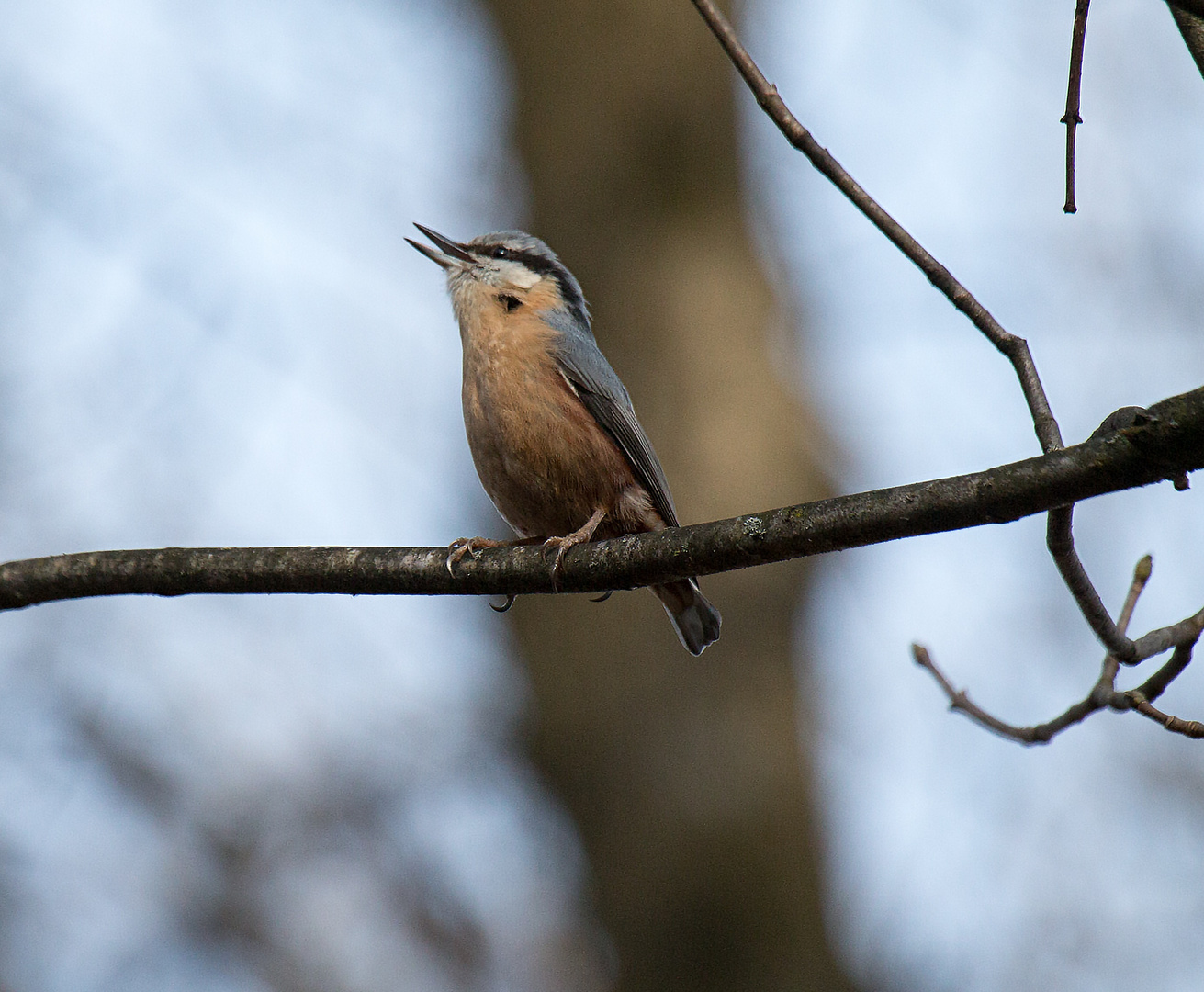 Der Vogel des Jahres 2006 der Kleiber.