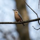 Der Vogel des Jahres 2006 der Kleiber.