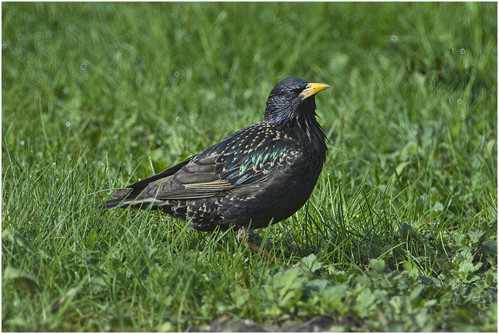 Der Vogel des Jahres 2018, der Star (Sturnus vulgaris) . . .