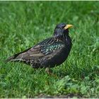 Der Vogel des Jahres 2018, der Star (Sturnus vulgaris) . . .