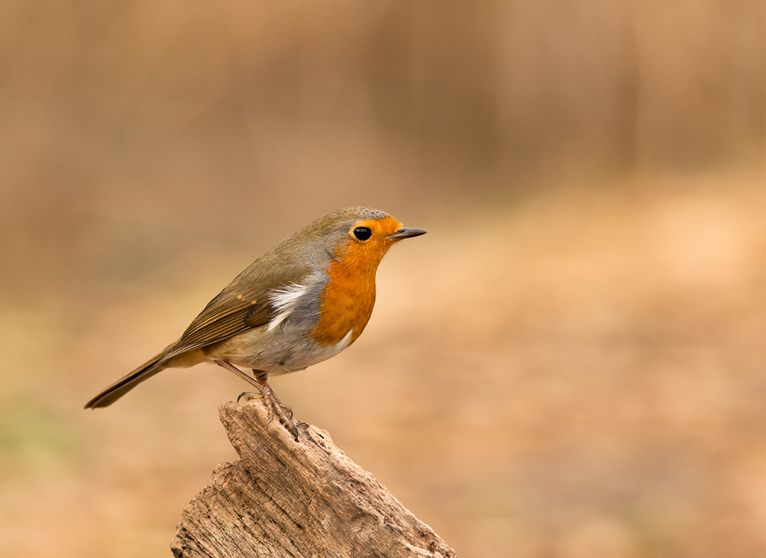 Der Vogel des Jahres 2021