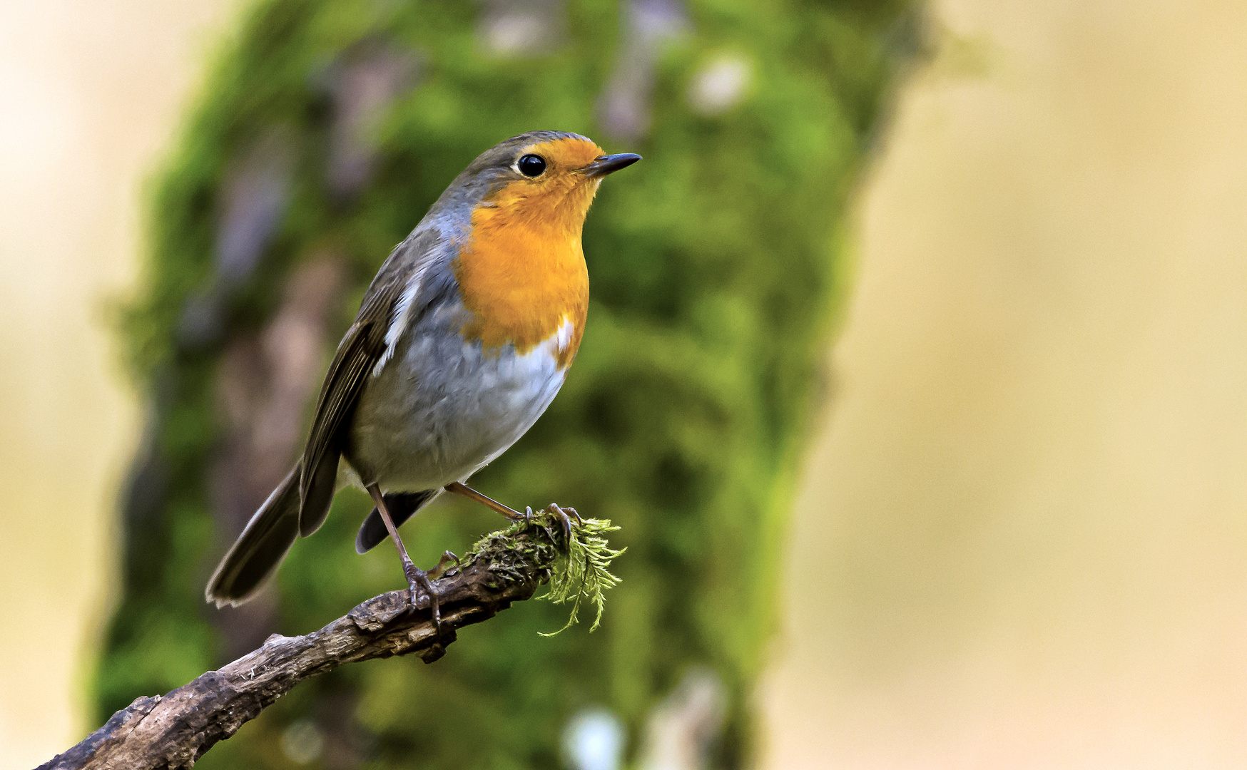 Der Vogel des Jahres 2021