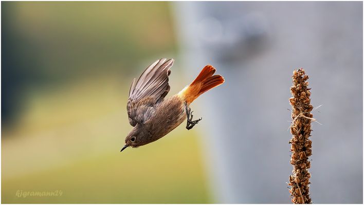der vogel des jahres 2025 ...