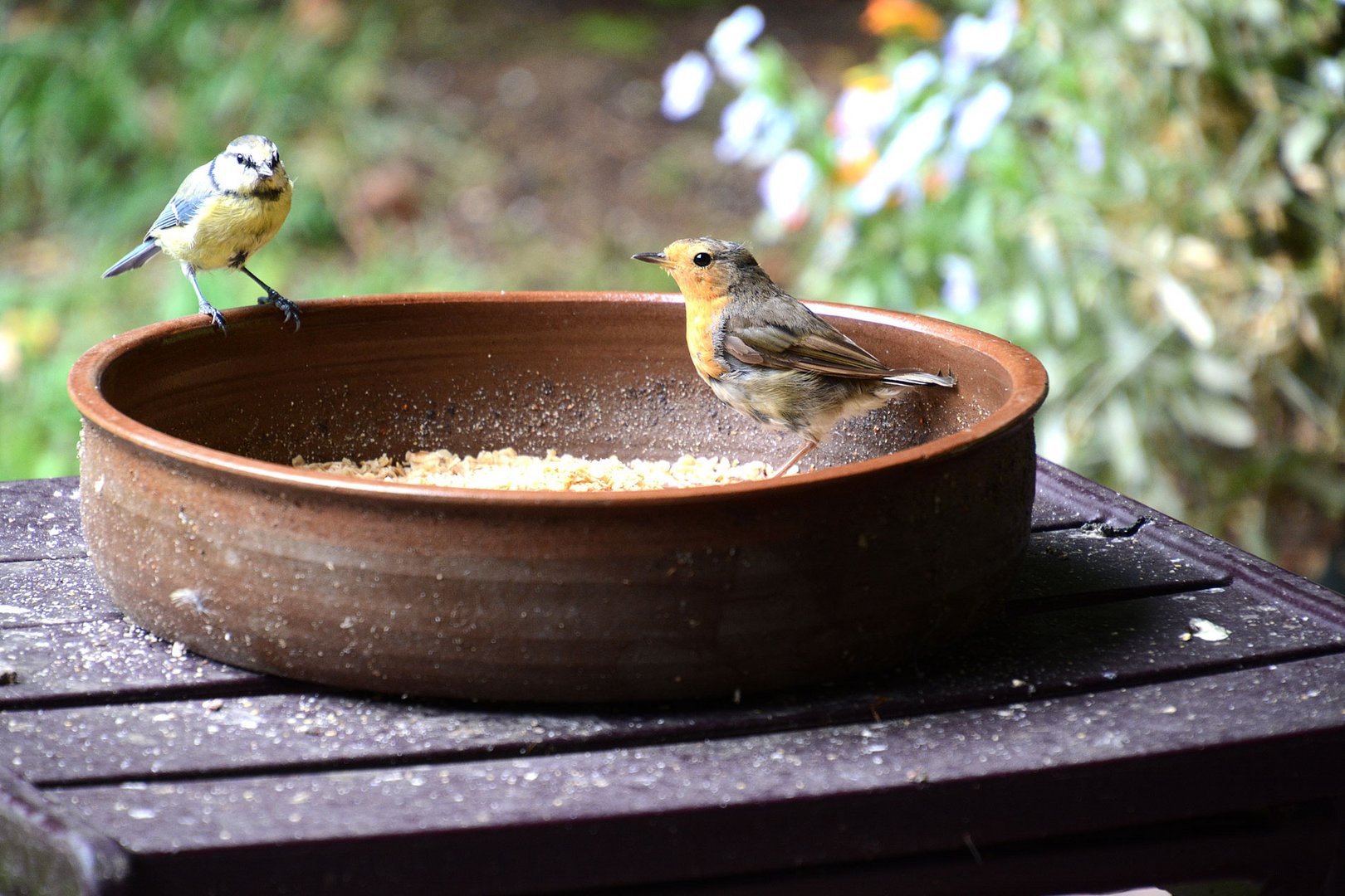 Der Vogel des Jahres: Das Rotkehlchen bedient sich