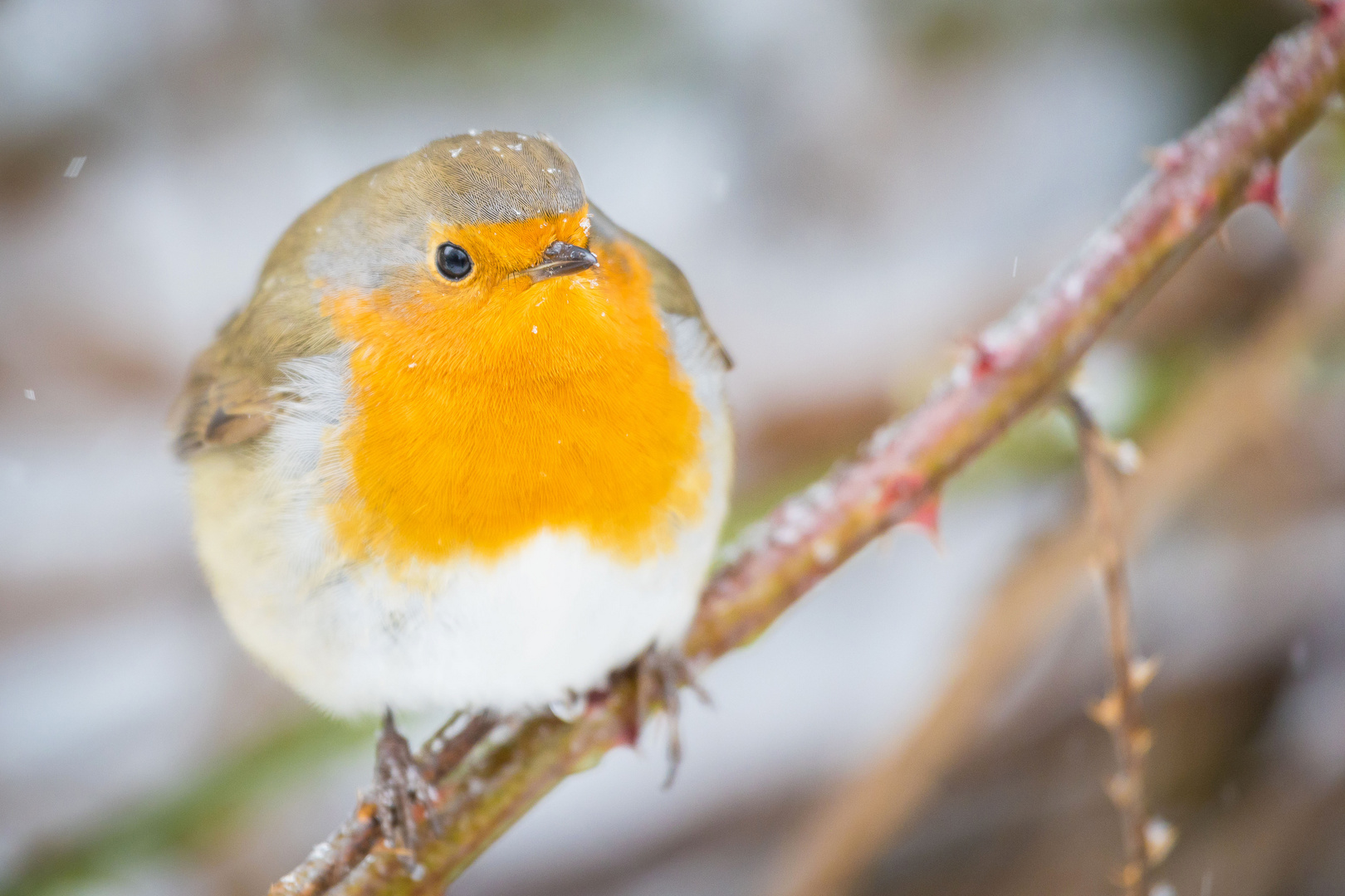 Der Vogel des Jahres...