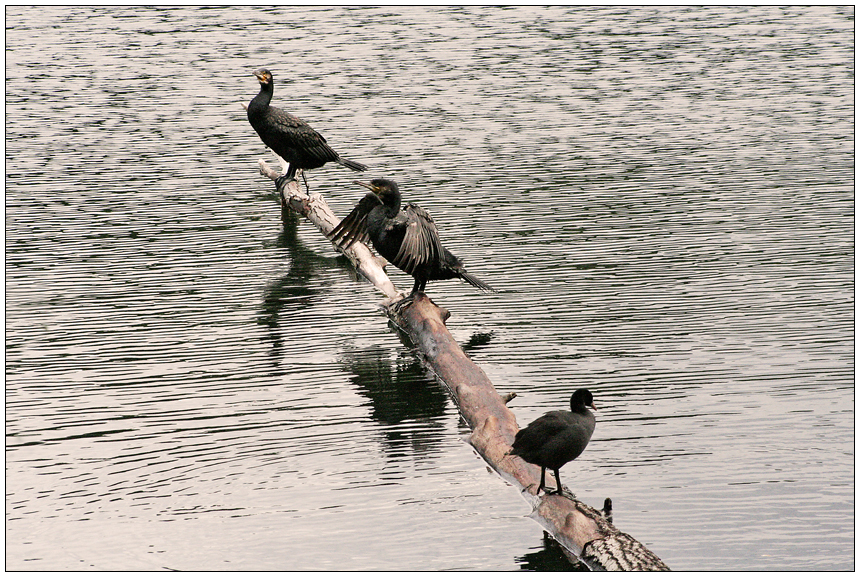 Der Vogel des Jahres ist der Kormoran