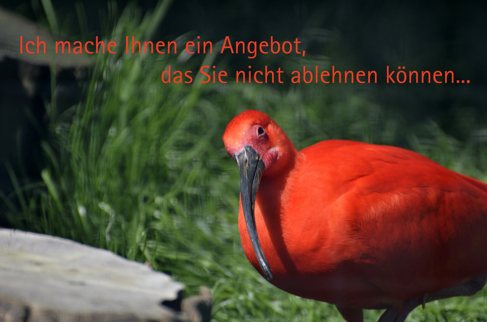 Der Vogel des Paten