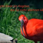 Der Vogel des Paten