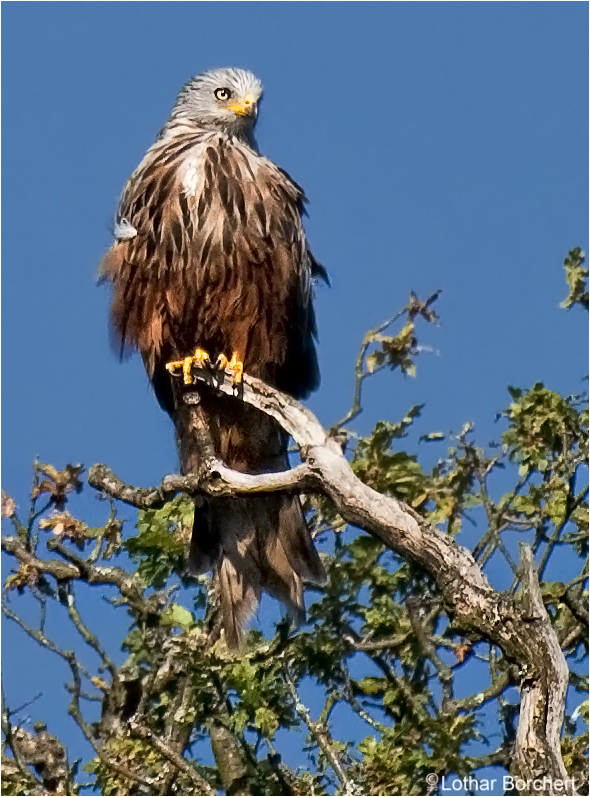 der Vogel