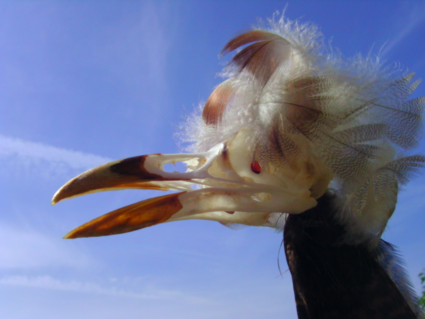 Der Vogel Fliegt nimmer