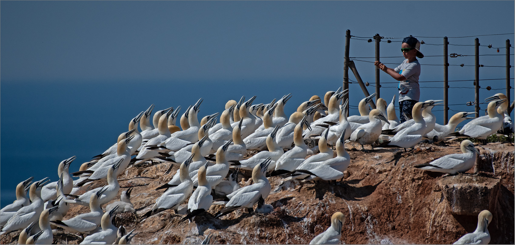 Der "Vogel-Flüsterer" von Helgoland   . . .