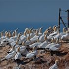 Der "Vogel-Flüsterer" von Helgoland   . . .