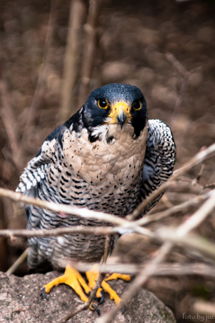 Der Vogel Greif...