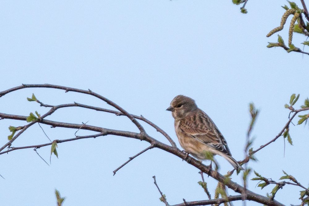 der Vogel I