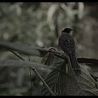 Der Vogel im Baum