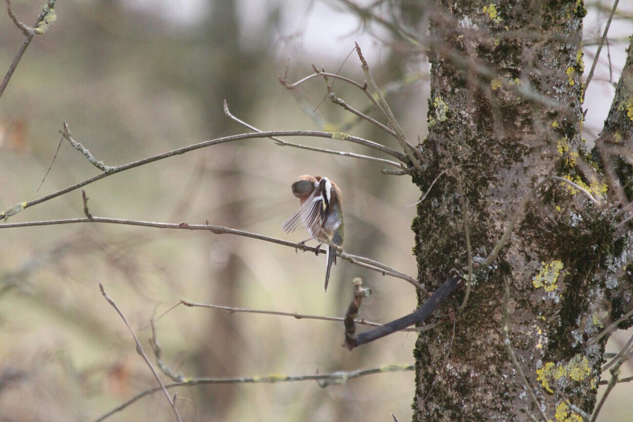 Der Vogel im Baum