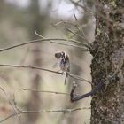 Der Vogel im Baum